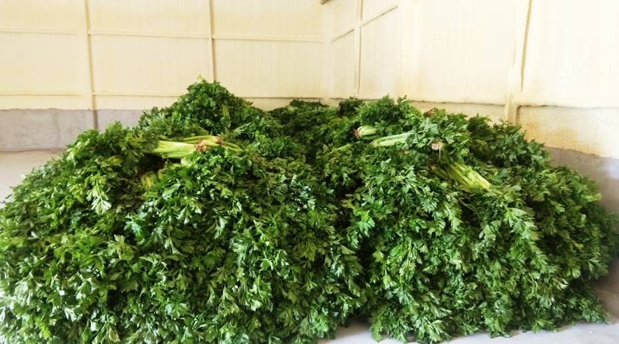 金昌市蔬菜保鲜库