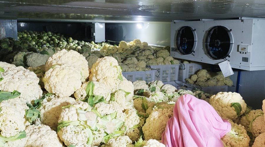 金昌金川区蔬菜冷库