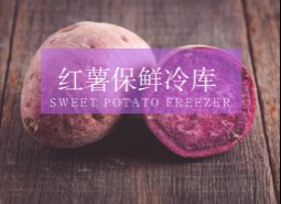 红薯保鲜冷库储藏方法说明，保鲜8个月不坏！-万能制冷