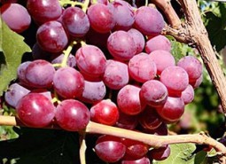 张掖葡萄200平米保鲜万博娱乐平台电脑版
方案