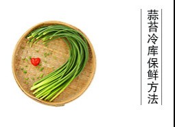 蒜薹（蒜苔、蒜毫）冷库储藏方法是什么？保鲜期可达半年以上！