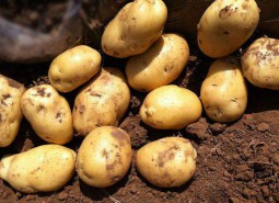 永靖徐湾马铃薯300平米保鲜库设计工程方案
