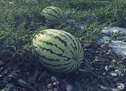 中卫硒砂瓜1300平米万博娱乐平台电脑版
工程方案