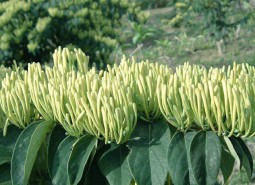 郑州尖山金银花50平米阴凉万博娱乐平台电脑版
工程方案