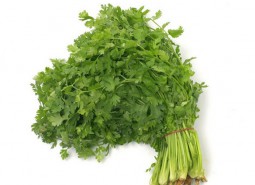 香菜（芫荽）冷库储藏方法介绍，保鲜时间可达120天！