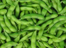 鲜毛豆荚冷库储藏方法哪种好？速冻冷库保存半年以上！