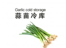 蒜苗冷库贮藏方法介绍，保鲜30天不烂！