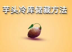 芋头冷库储藏方法介绍，学会这招保鲜半年以上！-万能制冷