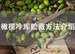 橄榄果在冷库可以贮藏多久？这样做保鲜2个月！