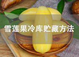 雪莲果保鲜方法是什么？冷库贮藏可保鲜8个月！