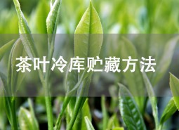 茶叶贮藏方法是什么？茶叶冷库储存介绍！