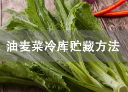 油麦菜贮藏方法是什么?冷库保鲜2个月不坏！