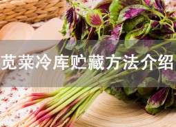 苋菜贮藏方法是什么？冷库储藏可以保鲜15天！