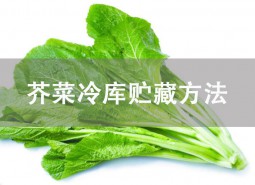 芥菜冷库贮藏方法详解！这样做可保鲜30天！
