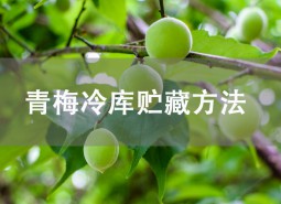 青梅怎么保存？气调冷库可以贮藏2个月！