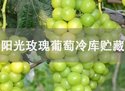 阳光玫瑰葡萄贮藏方法是什么？冷库贮藏可以保鲜3个左右！