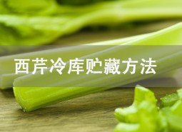 西芹贮藏方法是什么？冷库保鲜4个月！