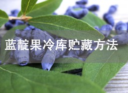蓝靛果的贮藏方法是什么呢？冷库贮藏保鲜12个月！