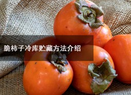脆柿子冷库贮藏方法介绍！