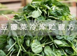 豆瓣菜冷库贮藏方法详解！